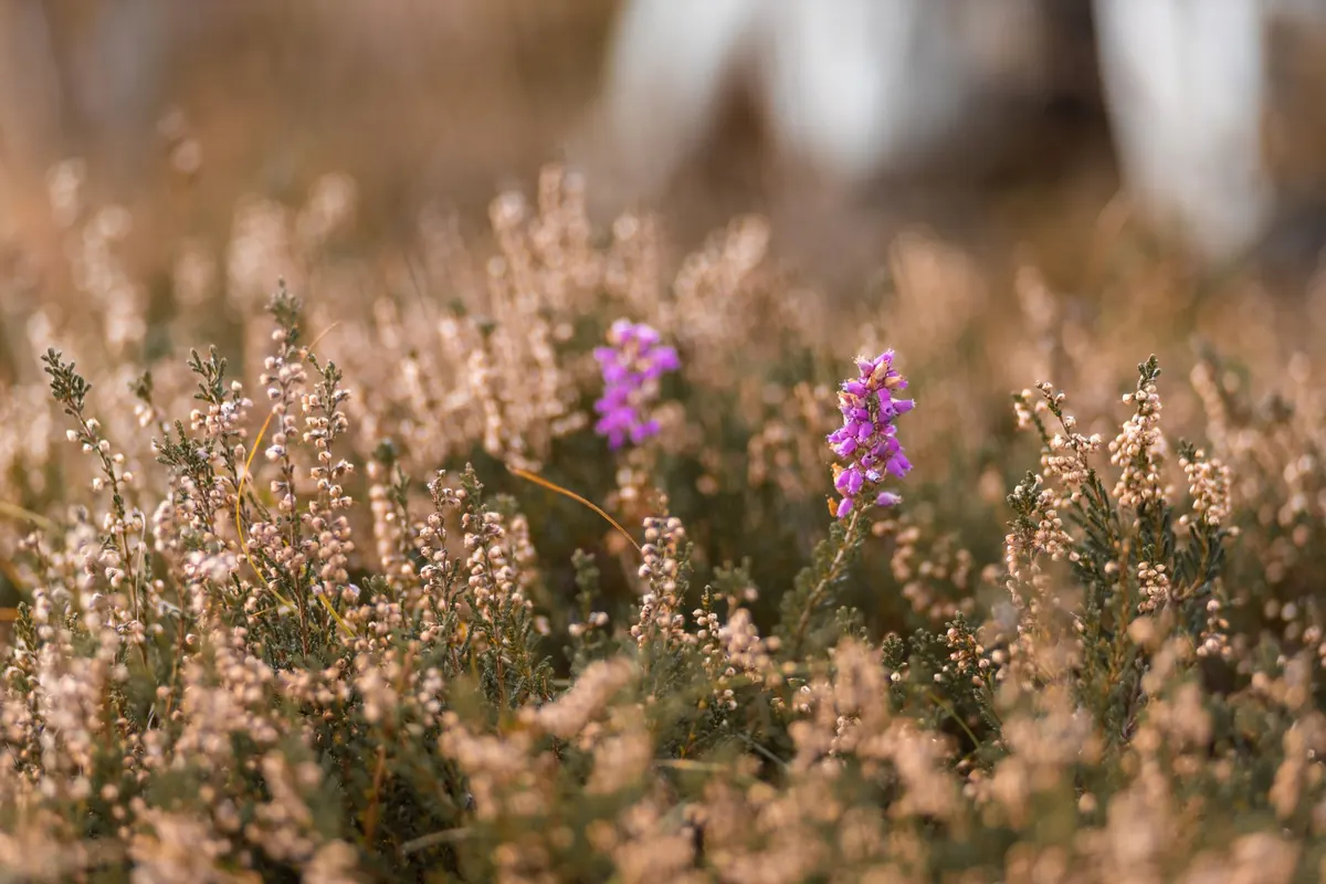 A Beginner's Guide to Identifying 20 Common UK Wildflowers
