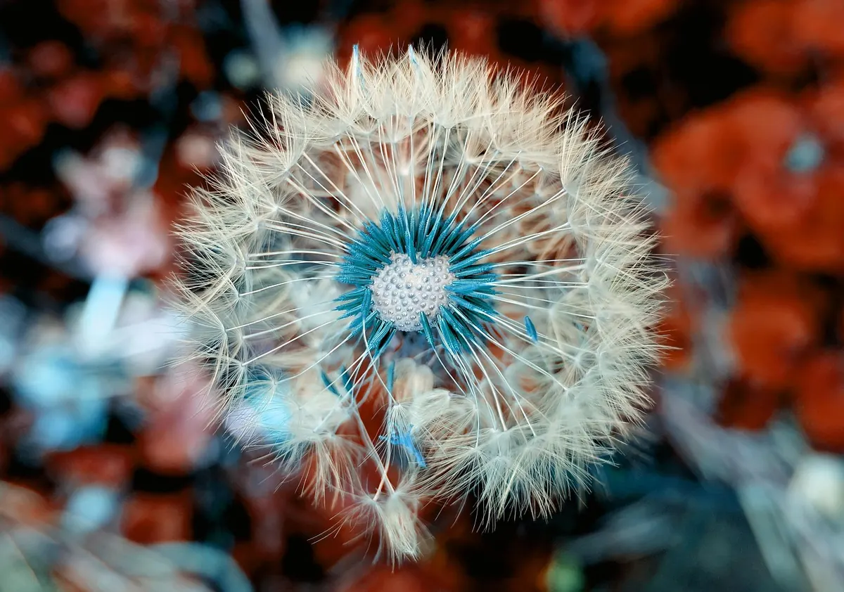 Annual vs Perennial Wildflower Mixes: Which Is Best for Your Garden?