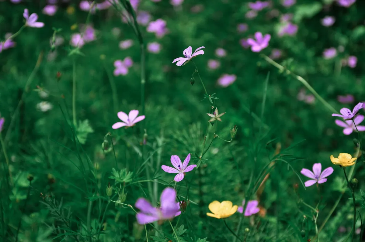 How to Turn a Lawn into a Wildflower Meadow: A Step-by-Step Plan