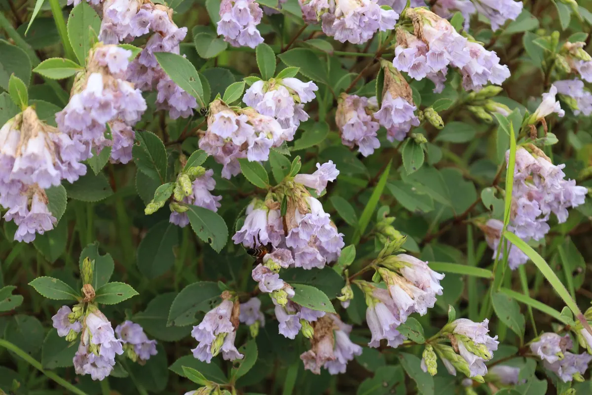 Native vs Non-Native Wildflowers: What's Better for British Wildlife?
