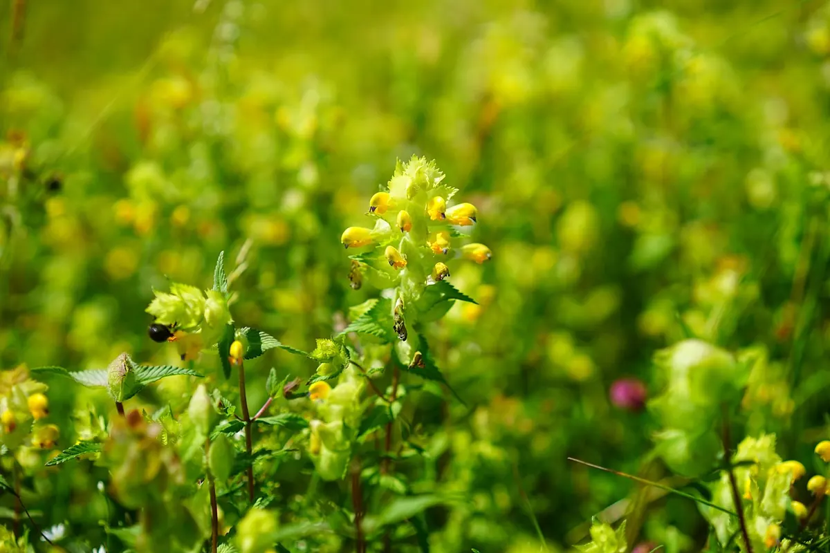 Yellow Rattle: Why This Wildflower Is the Secret to a Successful Meadow